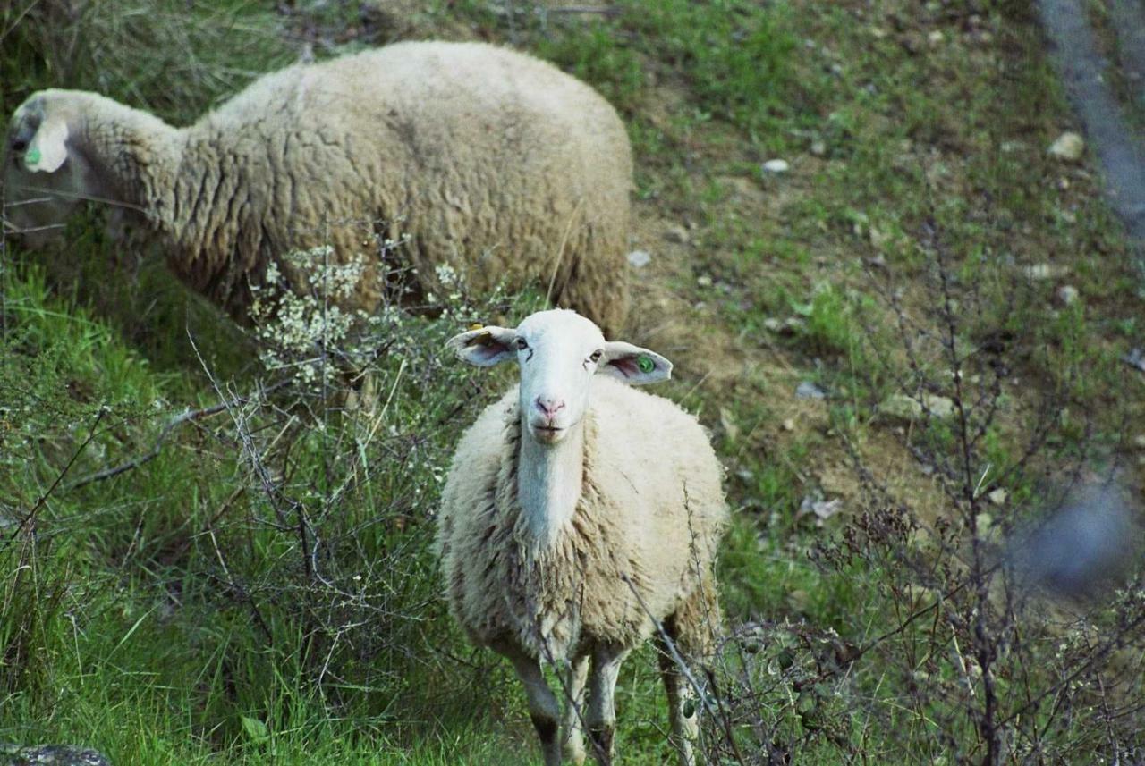 La Posada Del Arba El Frago Kültér fotó